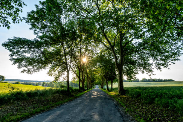 scenic avenue in Mecklenburg-Vorpommern, Germany