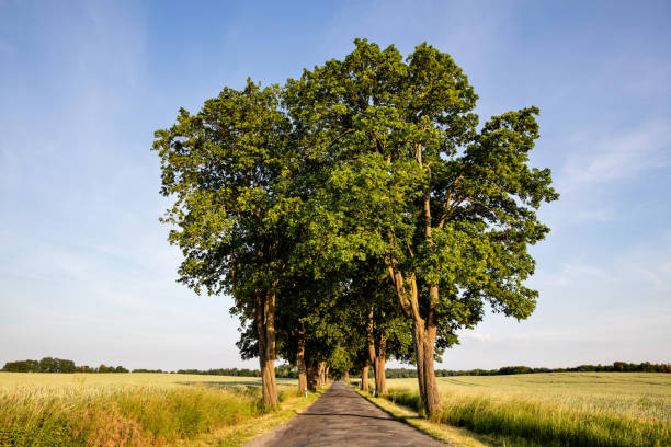 scenic avenue in Mecklenburg-Vorpommern, Germany
