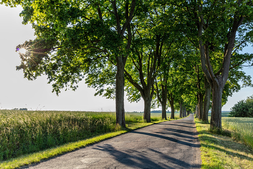 scenic avenue in Mecklenburg-Vorpommern, Germany