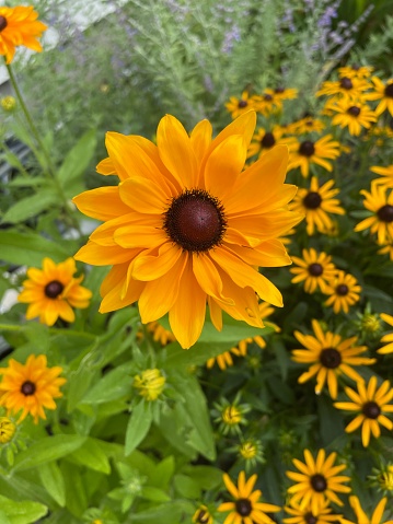 Nature scene with vibrant flowers to brighten your day.