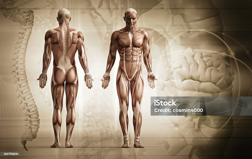 anatomy, muscles 3d renders with vintage look Anatomy Stock Photo