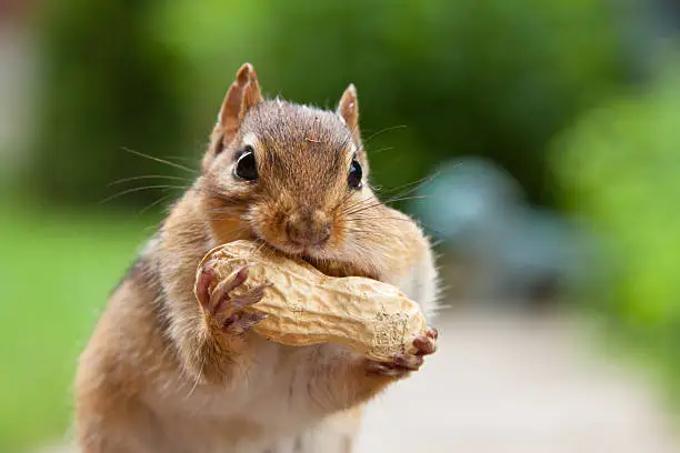 Photo of Chipmunk enjoying large peanut