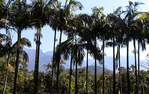 Juçara palm trees and in the background the mountains of the Serra do Mar in Paraná