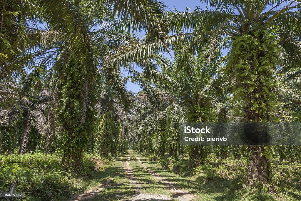 Palma de aceite plantation - Foto de stock de Agricultura libre de derechos