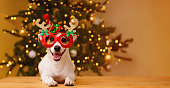 Christmas background with jack russell dog in party glasses.