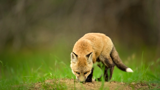 The American red fox (Vulpes vulpes fulva)