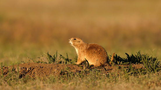 The Prairie dogs (genus Cynomys)