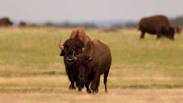 istock The Yellowstone Park bison also known as American bison (Bison bison) 1607994961