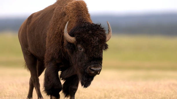 istock The Yellowstone Park bison also known as American bison (Bison bison) 1607994963