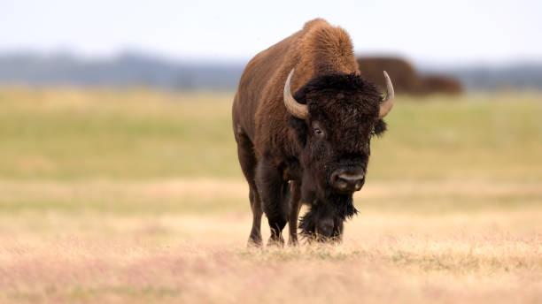 istock The Yellowstone Park bison also known as American bison (Bison bison) 1607996017
