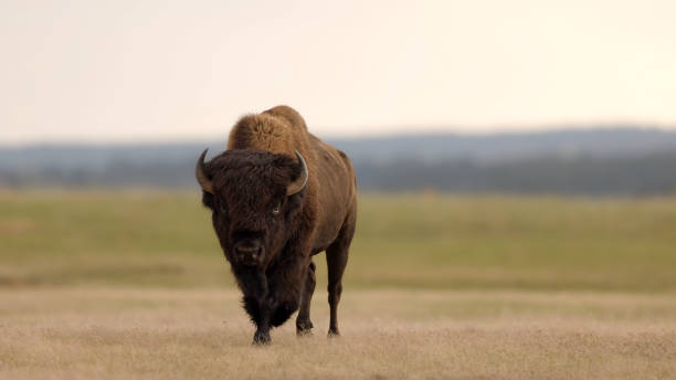 istock The Yellowstone Park bison also known as American bison (Bison bison) 1607996455