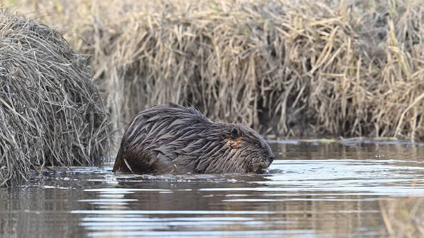 istock The North American beaver (Castor canadensis) 1607996515