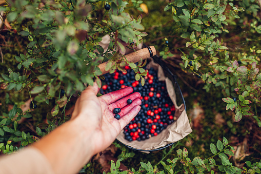 Farmer puts fresh bilberries in basket. Harvesting whortleberries blueberries and lingonberries in fall forest. Fresh healthy organic fruit. Top view
