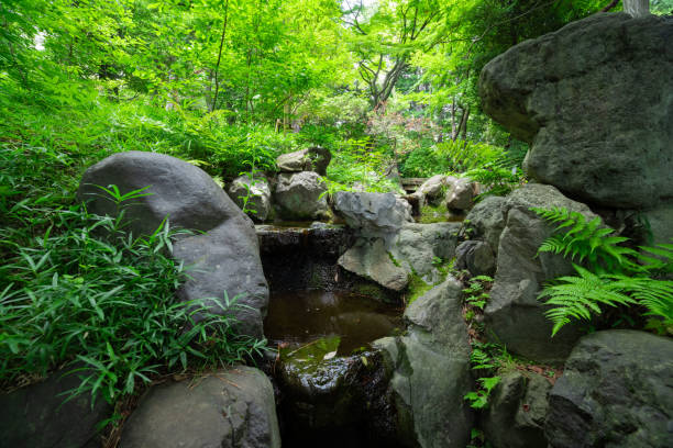 istock A forest brook at the green forest close up 1608008611