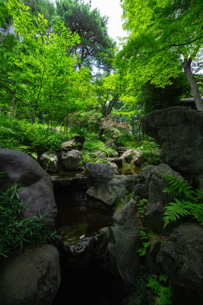 istock A forest brook at the green forest close up 1608008613