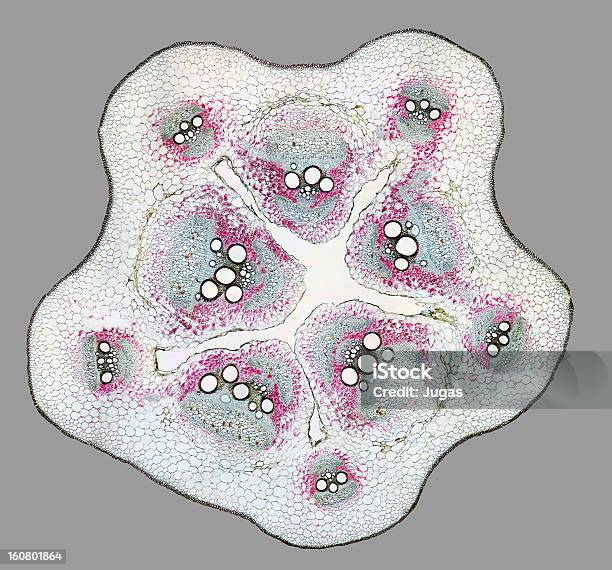 Mikroskopijne Krój - zdjęcia stockowe i więcej obrazów Badania - Badania, Dynia, Bez ludzi