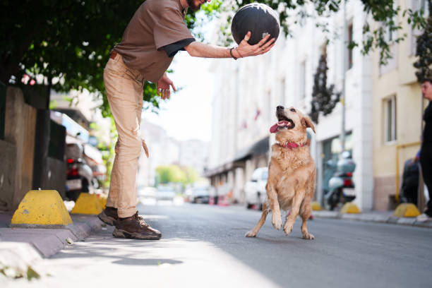 istock Happy Golden Retriever playing with her owner and a ball 1608024991