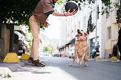Happy Golden Retriever playing with her owner and a ball