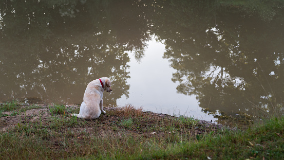 A golden Labrador retriever sits on the coast of a water body and looks thoughtfully at the water; a reflection of the trees in the water.