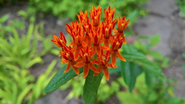 istock Orange Milkweed Flowers 1608038900