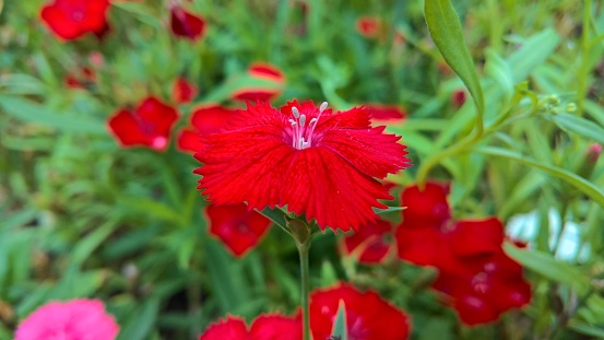 Red dianthus flowers in a garden