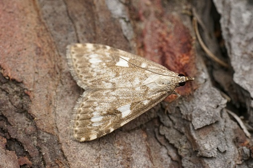 Detailed closeup on a Olive Pearl crambid moth, Udea olivalis, sitting on wood