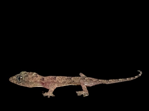 Common House Gecko on black background with lots of copy space