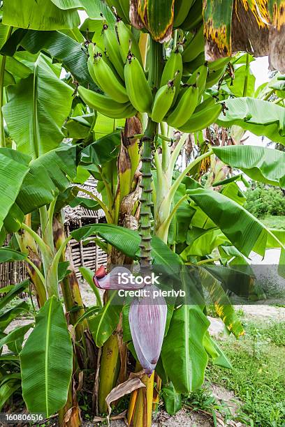 Drzewo Bananowe - zdjęcia stockowe i więcej obrazów Banan - Banan, Bez ludzi, Dojrzały