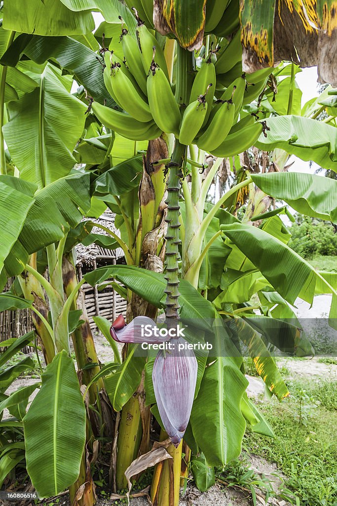 Bananeira - Foto de stock de Agricultura royalty-free