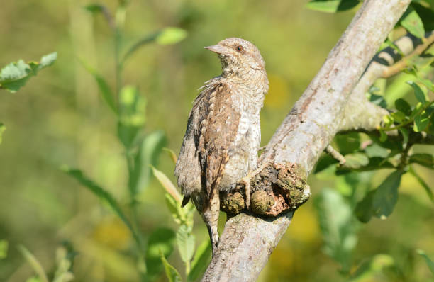 istock Eurasian wryneck 1608065465
