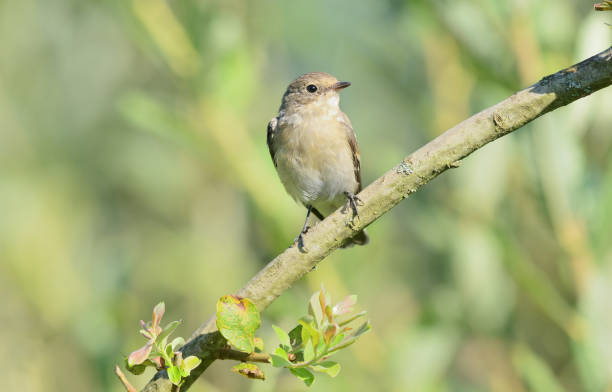 istock European pied flycatcher (Ficedula hypoleuca) 1608066086