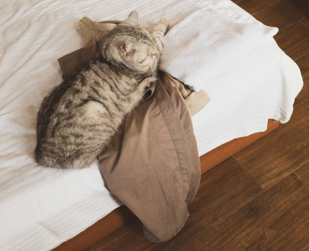 istock british cat on hotel bed 1608079811