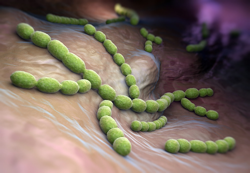 Streptococcus pneumoniae.  Gram-positive coccus shaped pathogenic bacteria. The organism causes many types of pneumococcal infections other than pneumonia. Other name - pneumococcus.