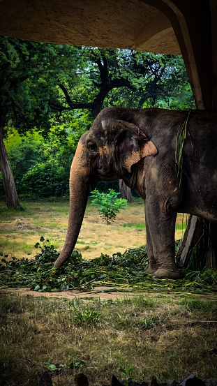 Gentle Giant: A Magnificent Elephant Stands Serenely, Finding Joy in the Simple Pleasures of Life