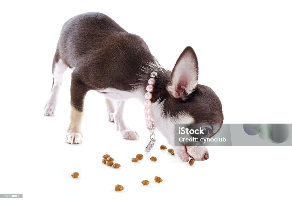 Cucciolo chihuahua mangiare - Foto stock royalty-free di Affamato