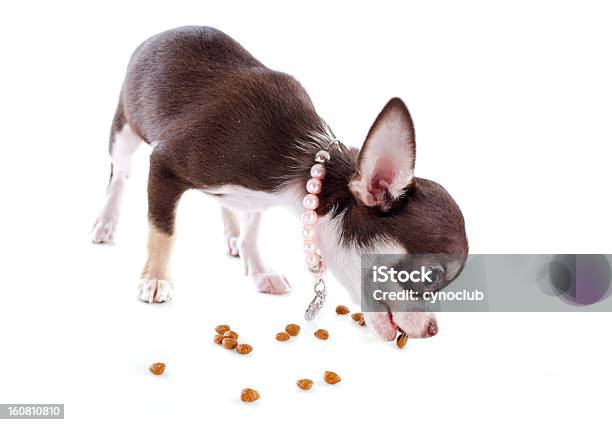 Cucciolo Chihuahua Mangiare - Fotografie stock e altre immagini di Affamato - Affamato, Alimenti secchi, Ambientazione interna