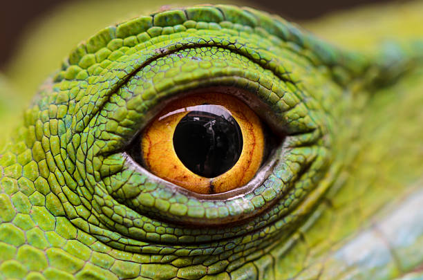 도마뱀류 눈 스톡 사진