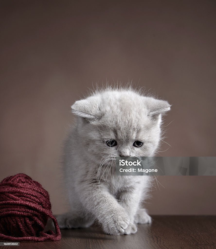Britische kurze Haare Katze mit ball aus Garn - Lizenzfrei Boden Stock-Foto
