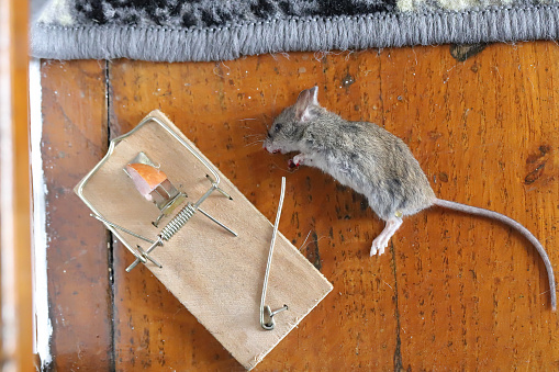 Mouse caught in a trap in a house, apartment.