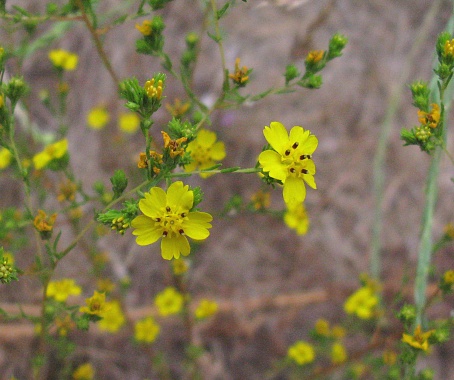 Yellow, five petaled flowers