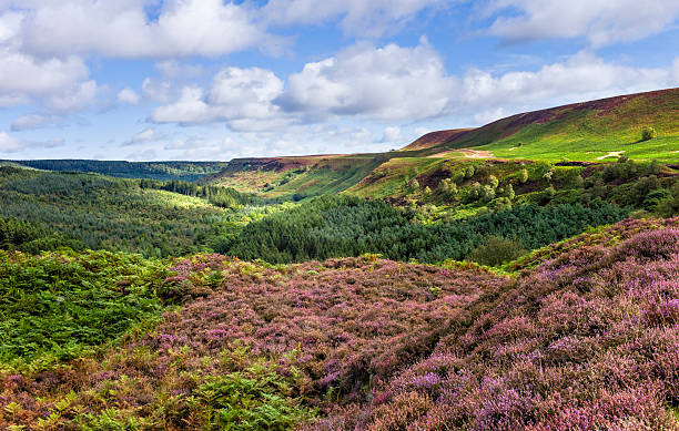 ノースヨークムーアズ levisham 近く、ヨークシャー、英国ます。 - flower landscape heather sky ストックフォトと画像