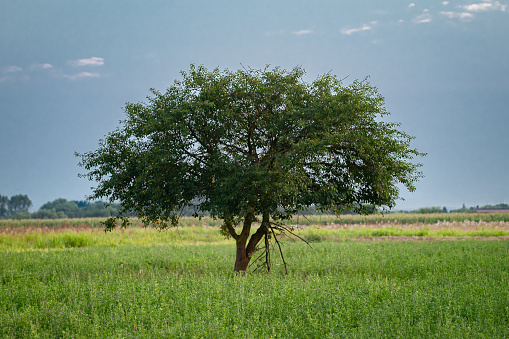Scenic view of a single tree, standing in a field.