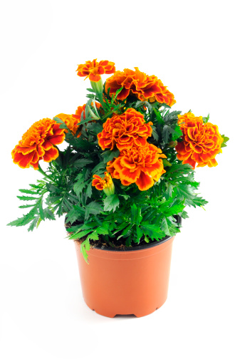 Tagetes in a pot isolated on white background- Studentenblumen.