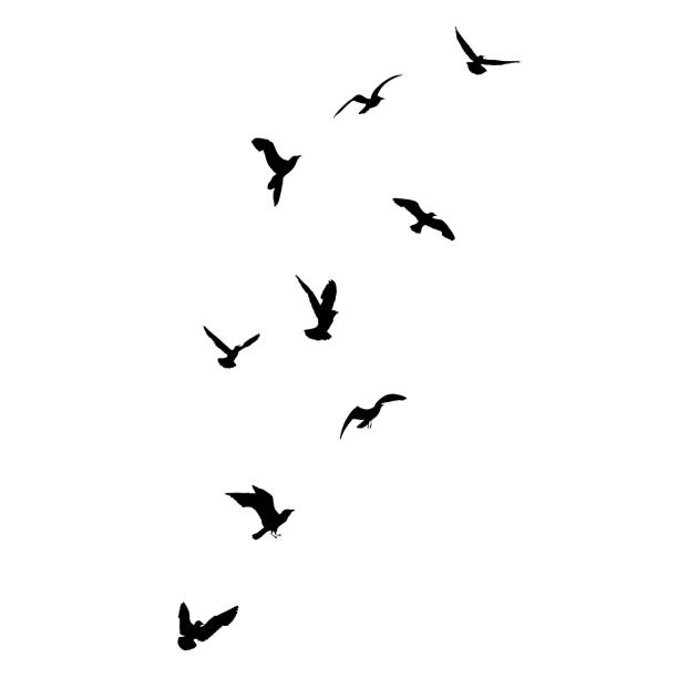 istock Silhouette set of flying seagulls birds on white background. Inspirational body flash tattoo ink of sea birds. Vector. 1608157609