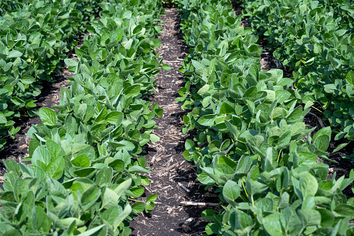 Rows of Iowa Soybeans