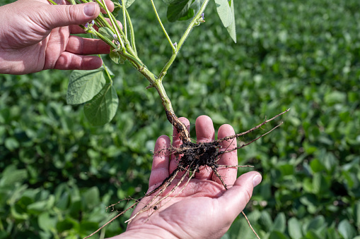 Hands holding a soybean plant showing the roots