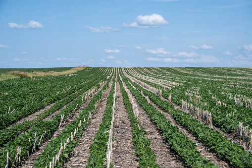 Fresh organic potatoes in the field,harvesting potatoes from soil.