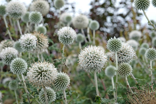 istock White Echinops bannaticus, globe thistle, 'Star Frost' in flower. 1608161800