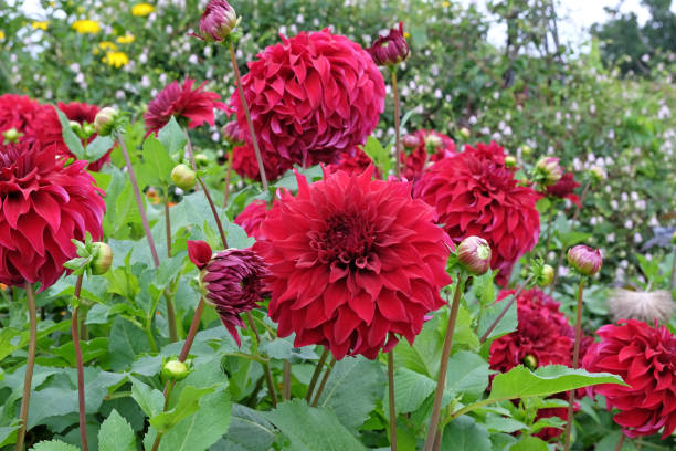 plato rojo decorativo dahlia 'spartacus' en flor. - spartacus fotografías e imágenes de stock