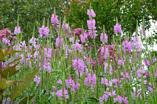 Purple Physostegia virginiana, the obedient plant or false dragonhead rose crown in flower.